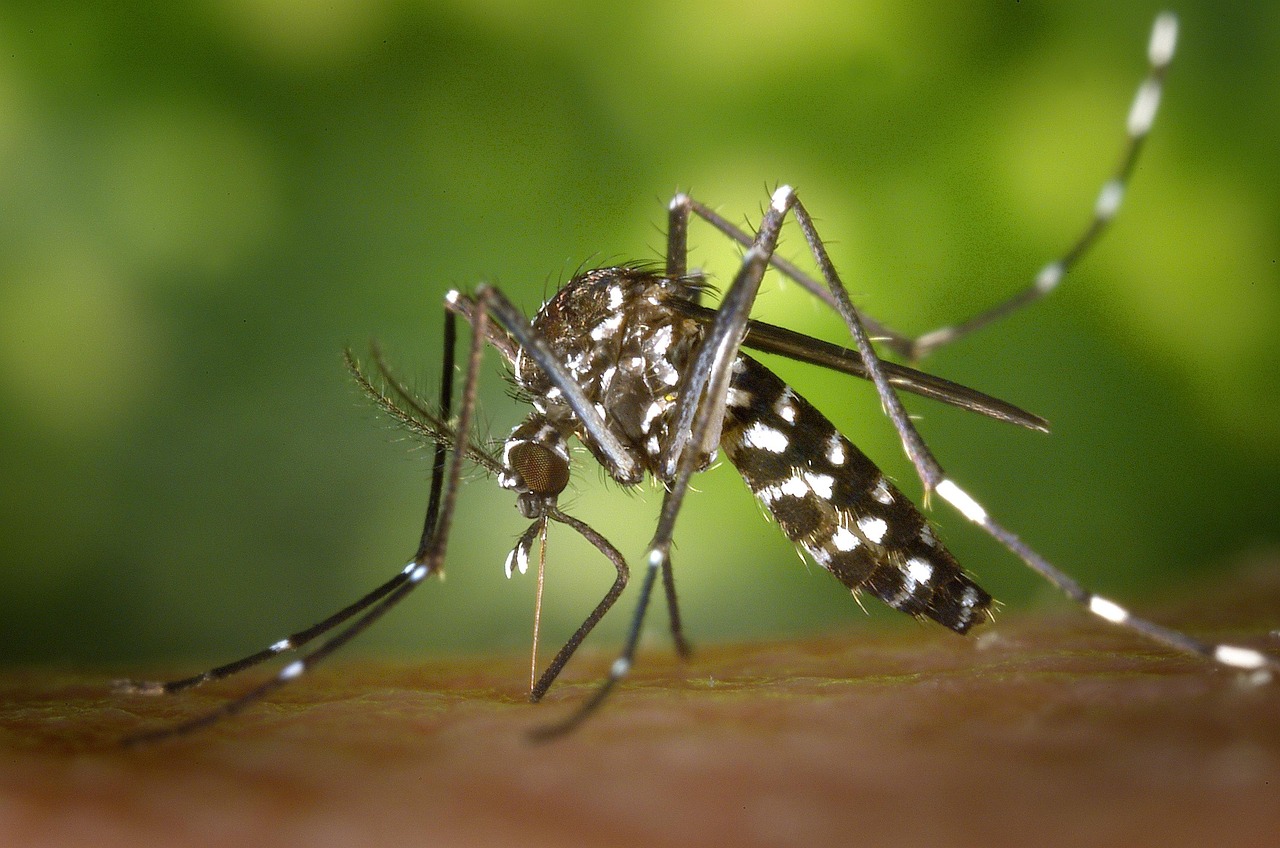 mosquito-49141_1280.jpg